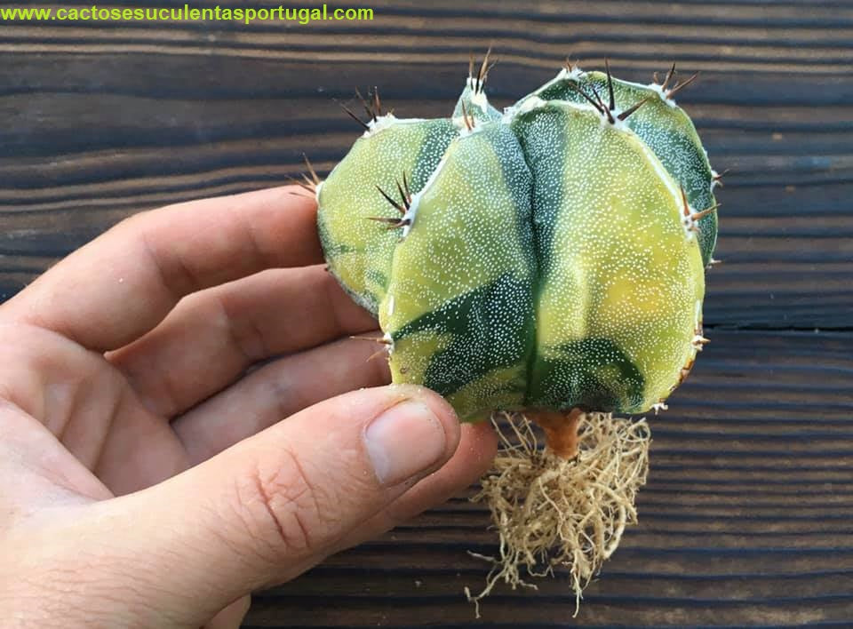 Astrophytum myriostigma variegata 