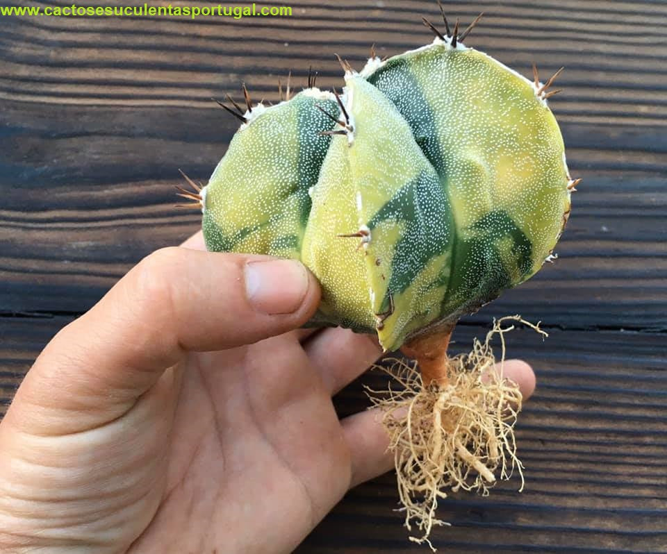 Astrophytum myriostigma variegata 