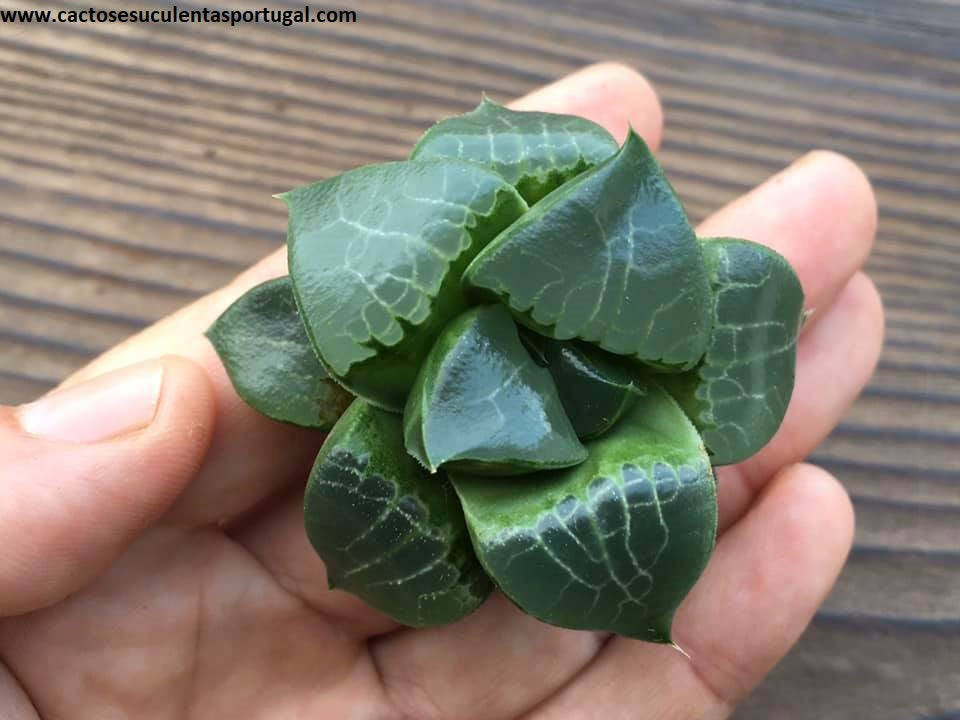 Haworthia emelyae var. comptoniana 