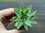 Aloe polyphylla