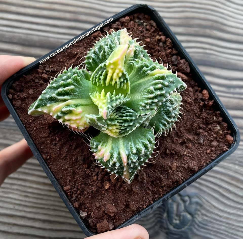 Faucaria tuberculosa f. monstruosa variegata, RARE