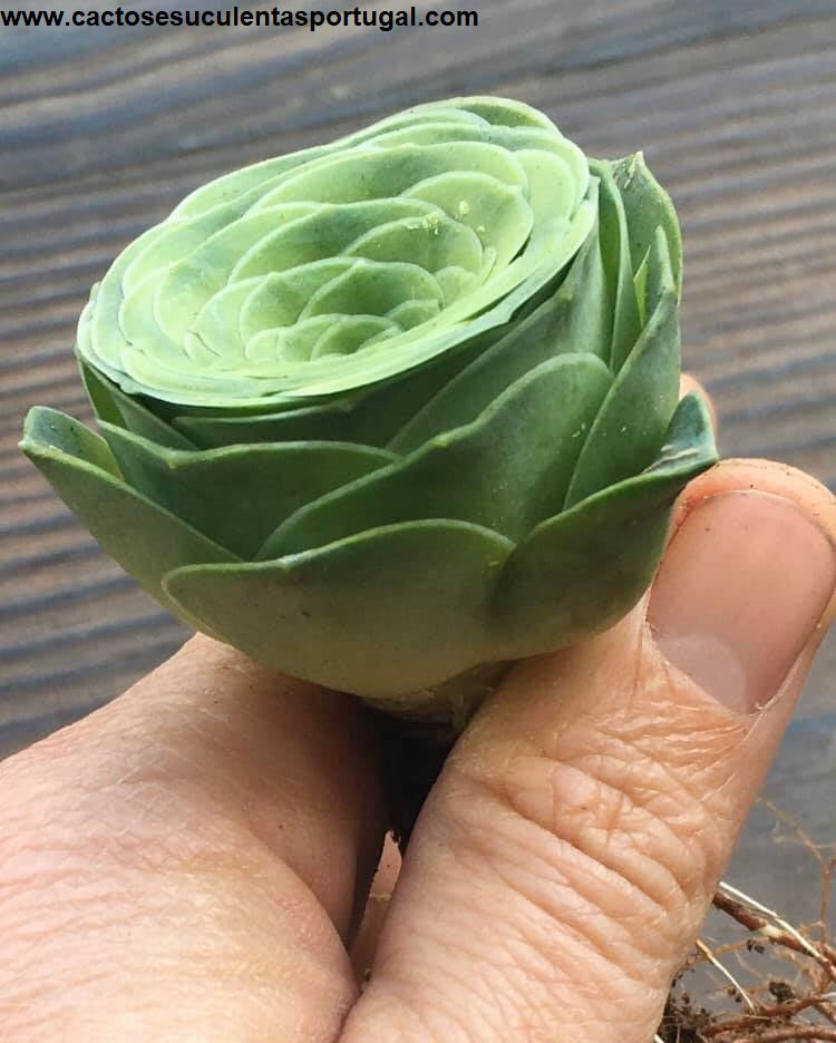 Aeonium Ex.Greenovia Diplocycla Gomera Green Rose Succulent