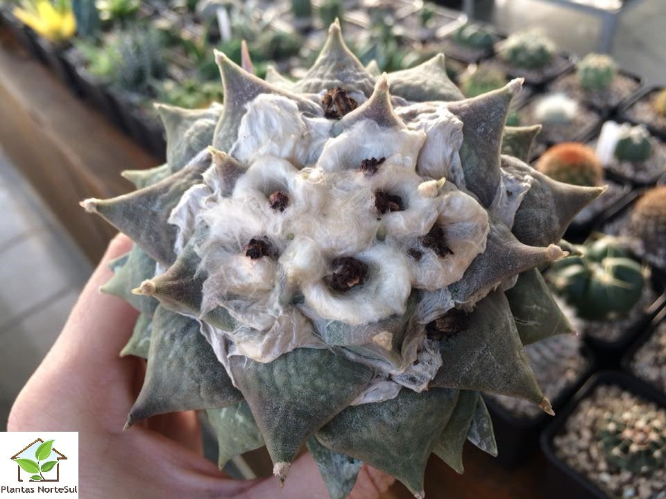Ariocarpus Retusus