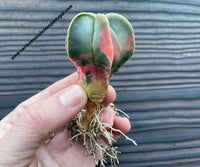 Astrophytum myriostigma nudum form. variagated