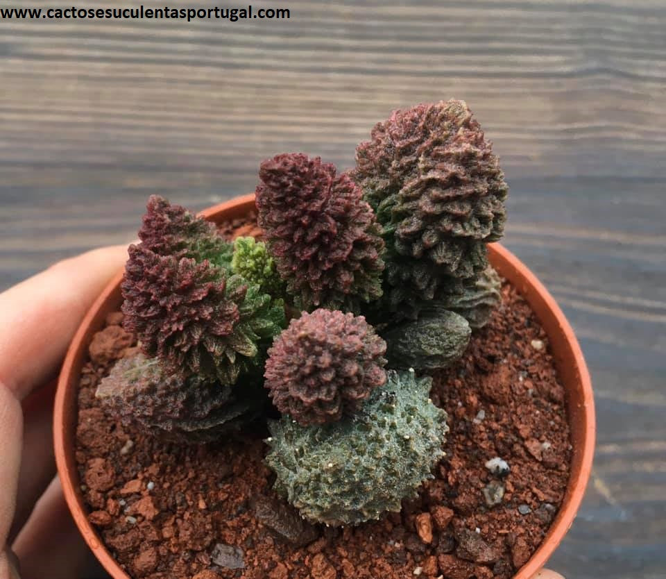 Adromischus marianiae herrei “Red Coral”