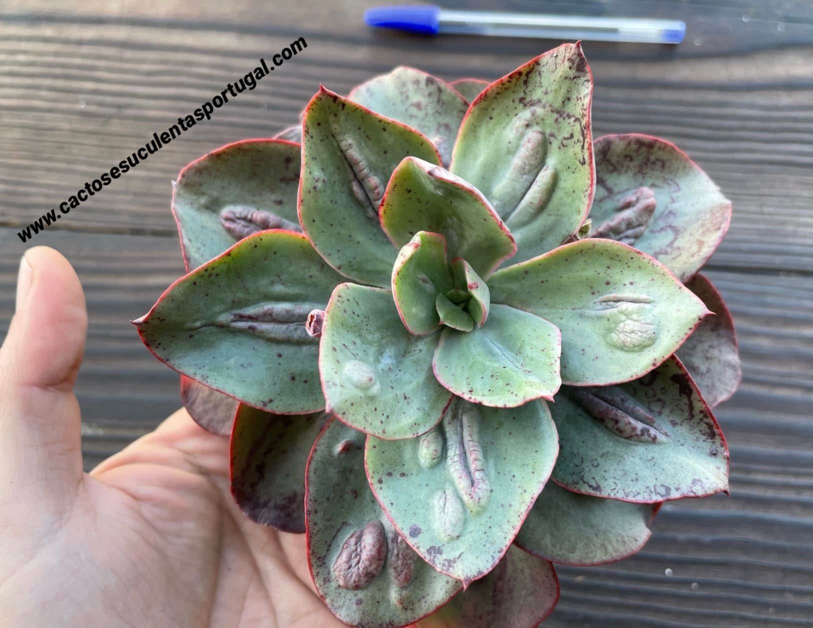 Echeveria 'Baron Bold' spp.