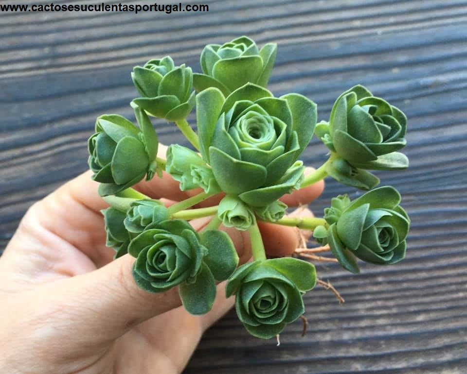 Greenovia dodrantalis