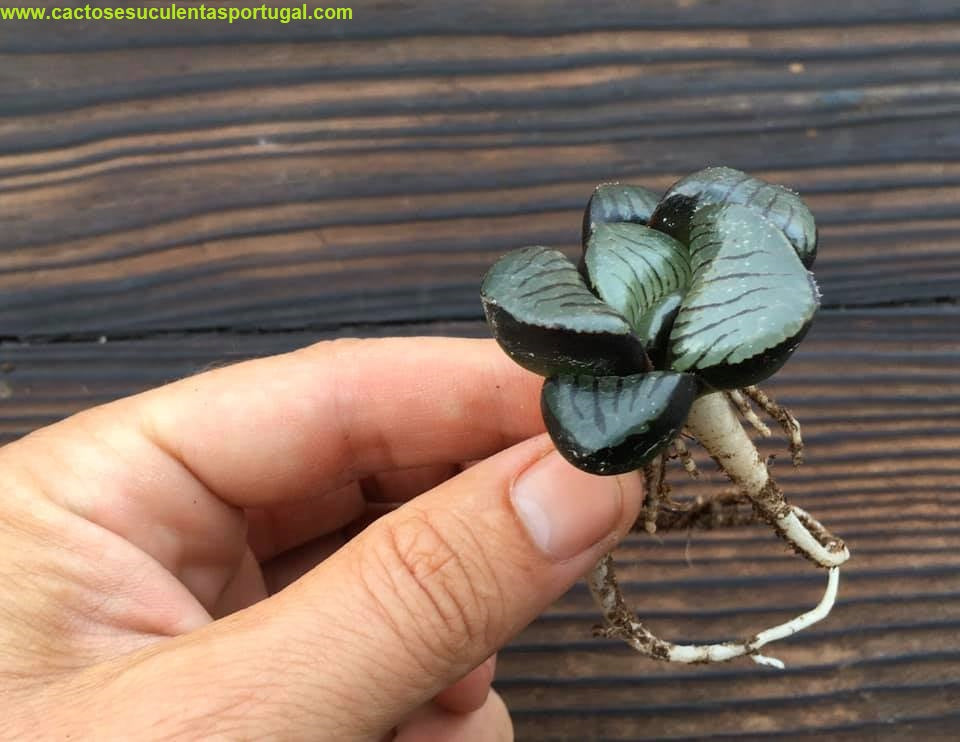 Haworthia springbokvlakensis ′′ bola de cristal ′′