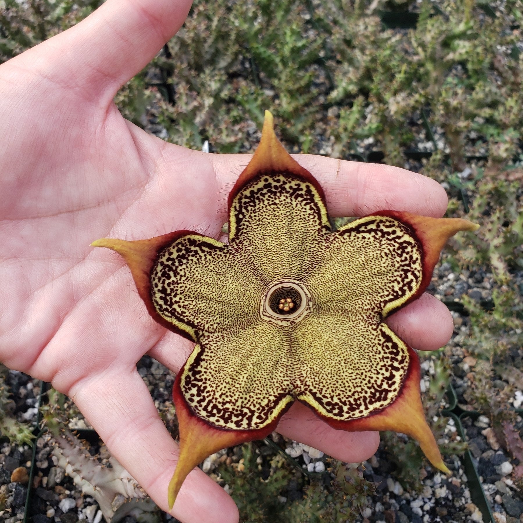 Edithcolea grandis, Persian carpet
