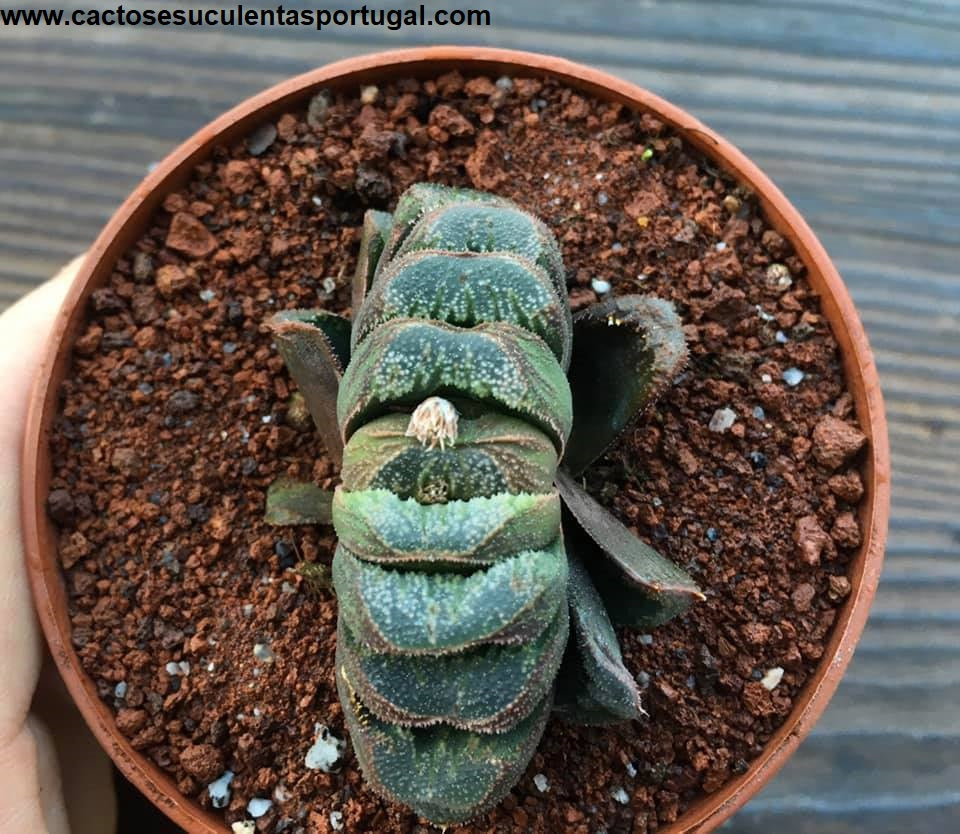 Haworthia Truncata Hybrid Haworthia 'Kegani