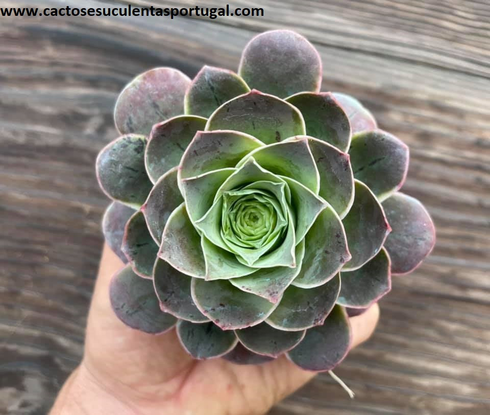 Aeonium ex. Greenovia (híbrida 2018)
