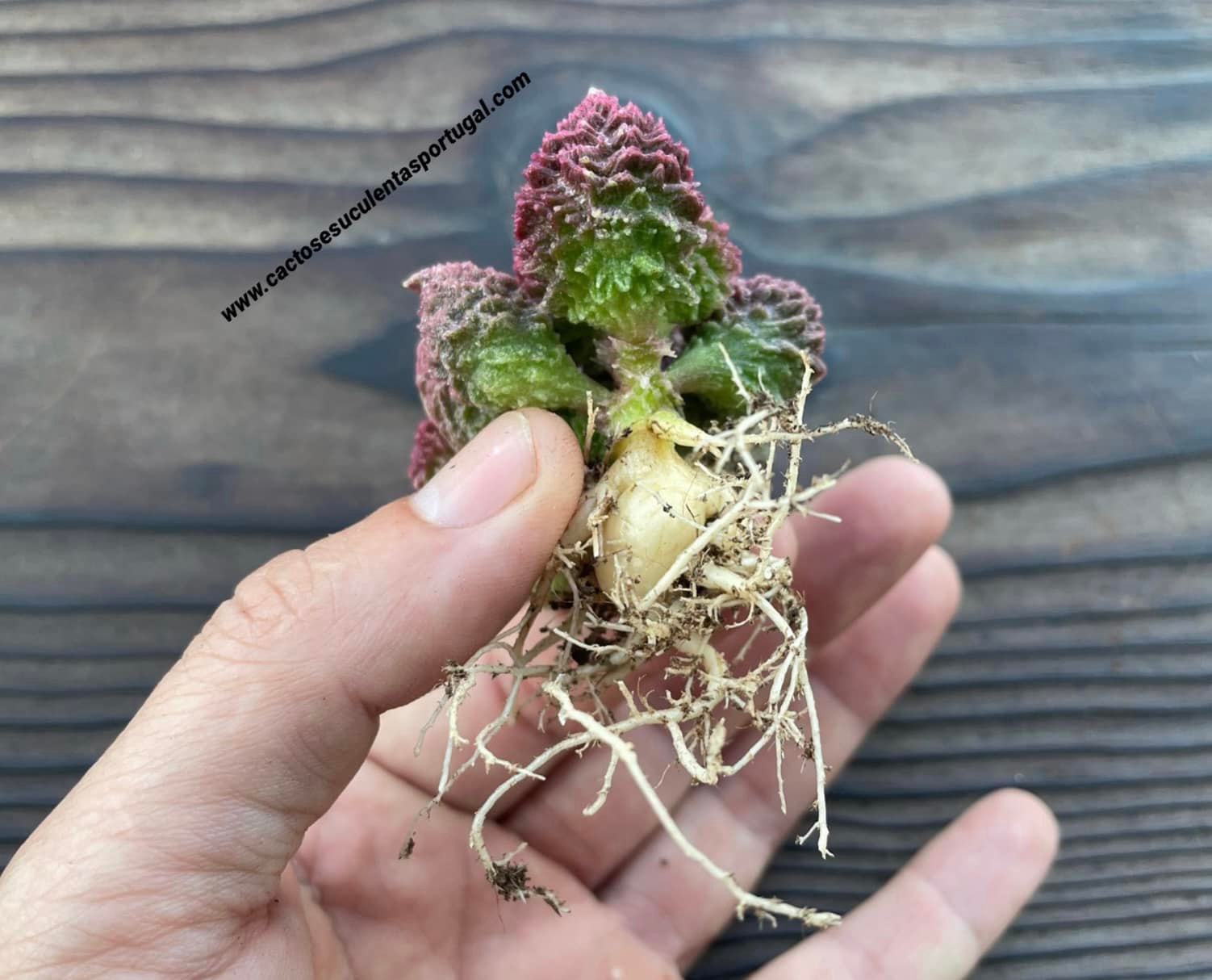 Adromischus marianiae herrei “Red Coral”