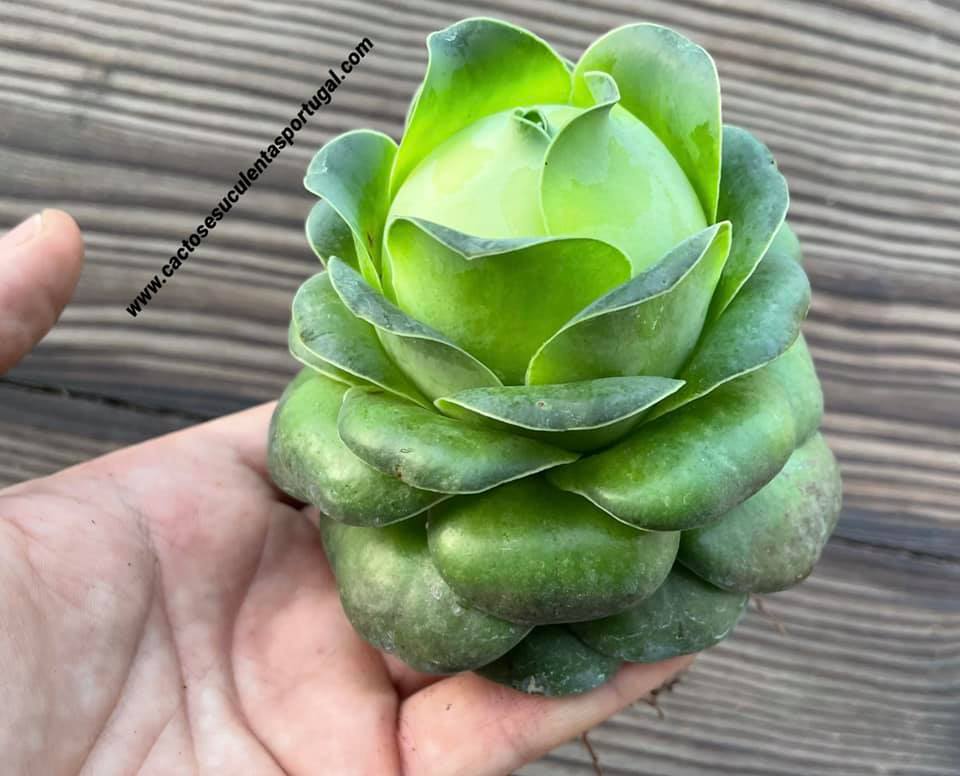 Aeonium diplocyclum ‘Gigantea’ closed XL, ex. Greenovia