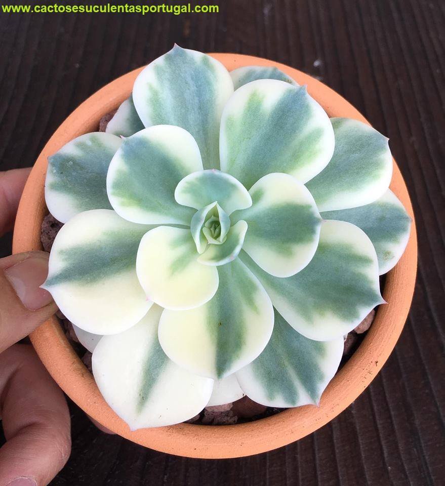 Echeveria compton carousel