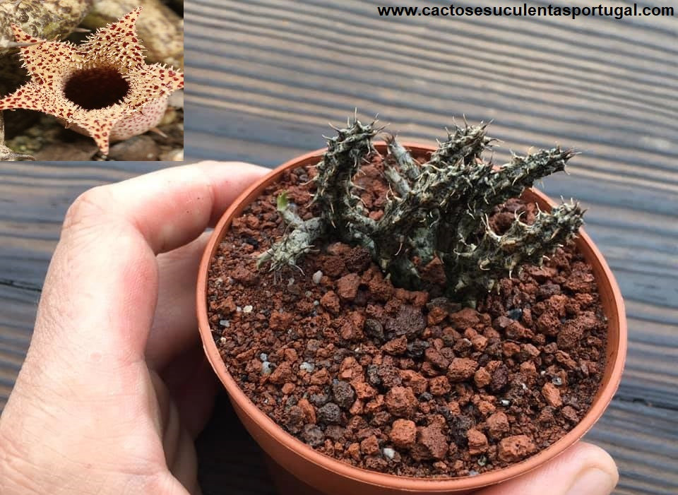 Stapelianthus decaryi