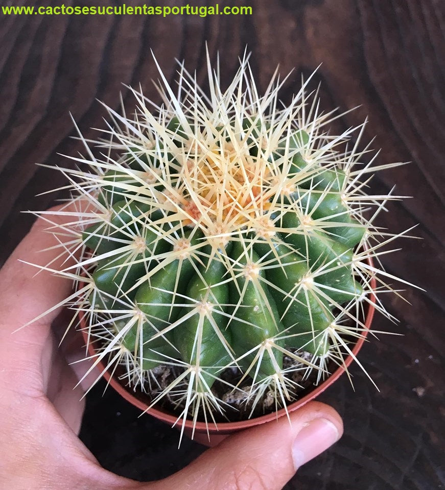 Echinocactus grusonii
