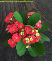 Euphorbia milii var. splendens