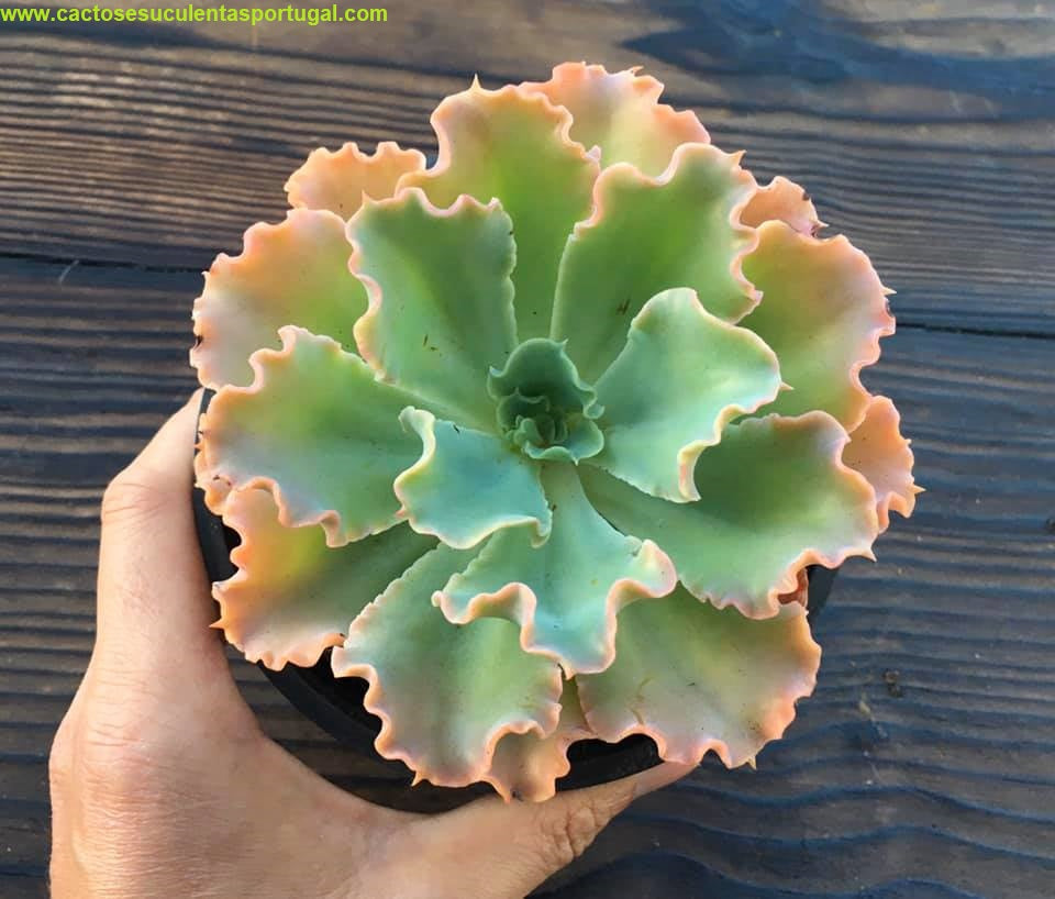 Echeveria dorothy Spp
