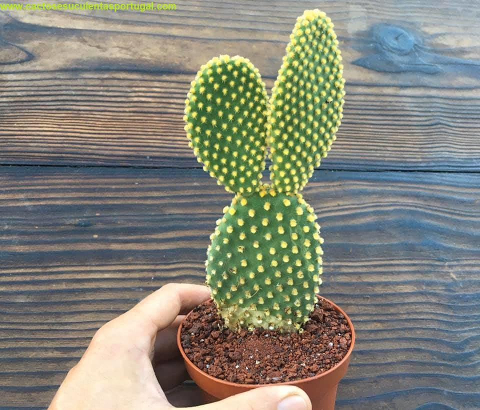 Opuntia microdasys var. pallida 'bunny ears'