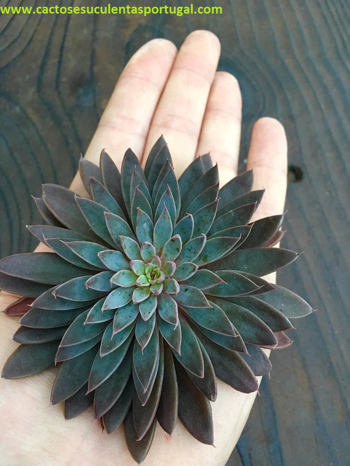 Graptopetalum Rusbyi