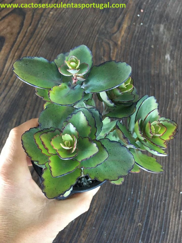 kalanchoe laxiflora baker