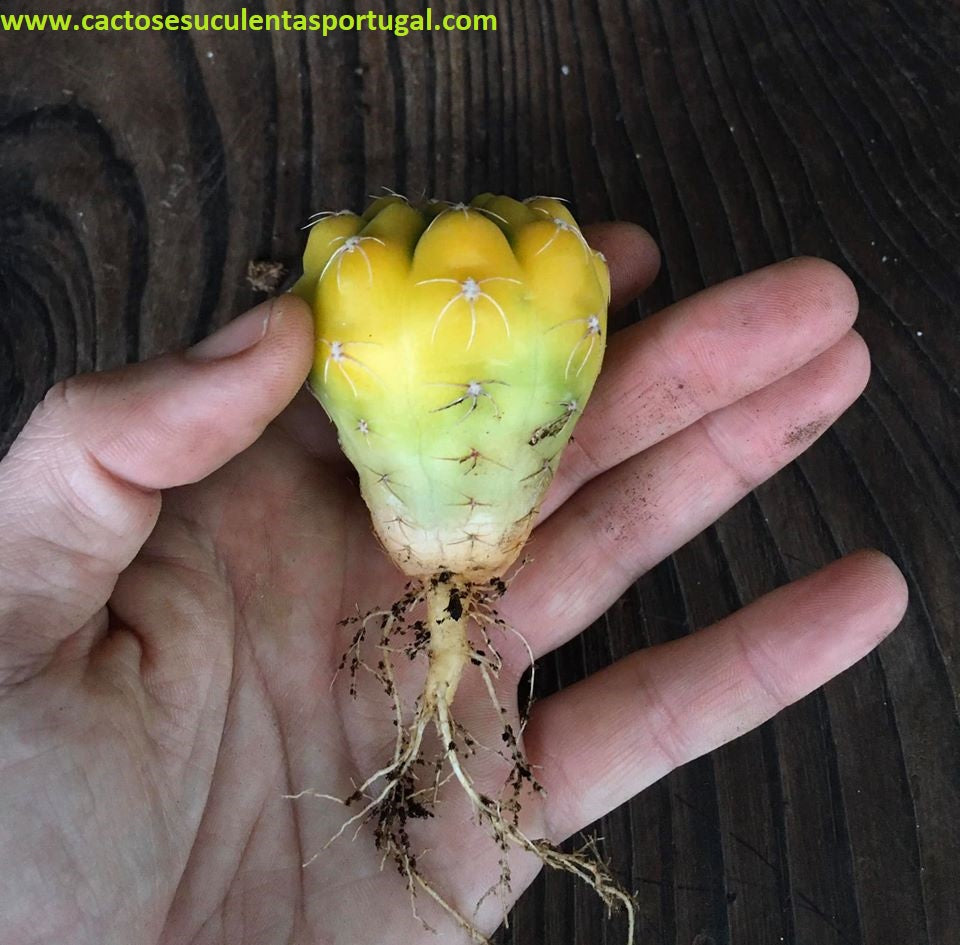 Gymnocalycium prochazkianum form. Variegata