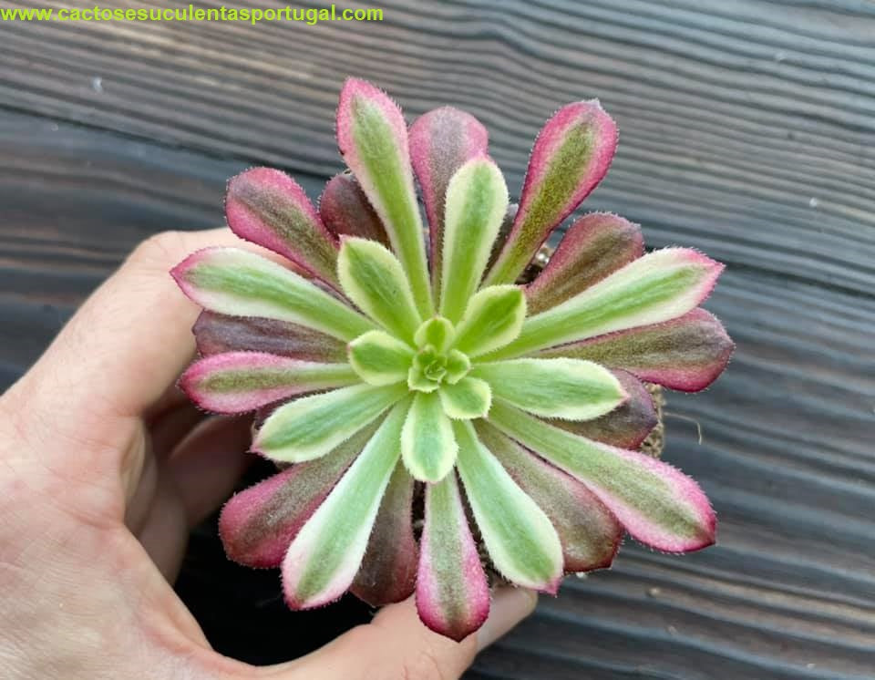 Aeonium 'Mardi Gras'