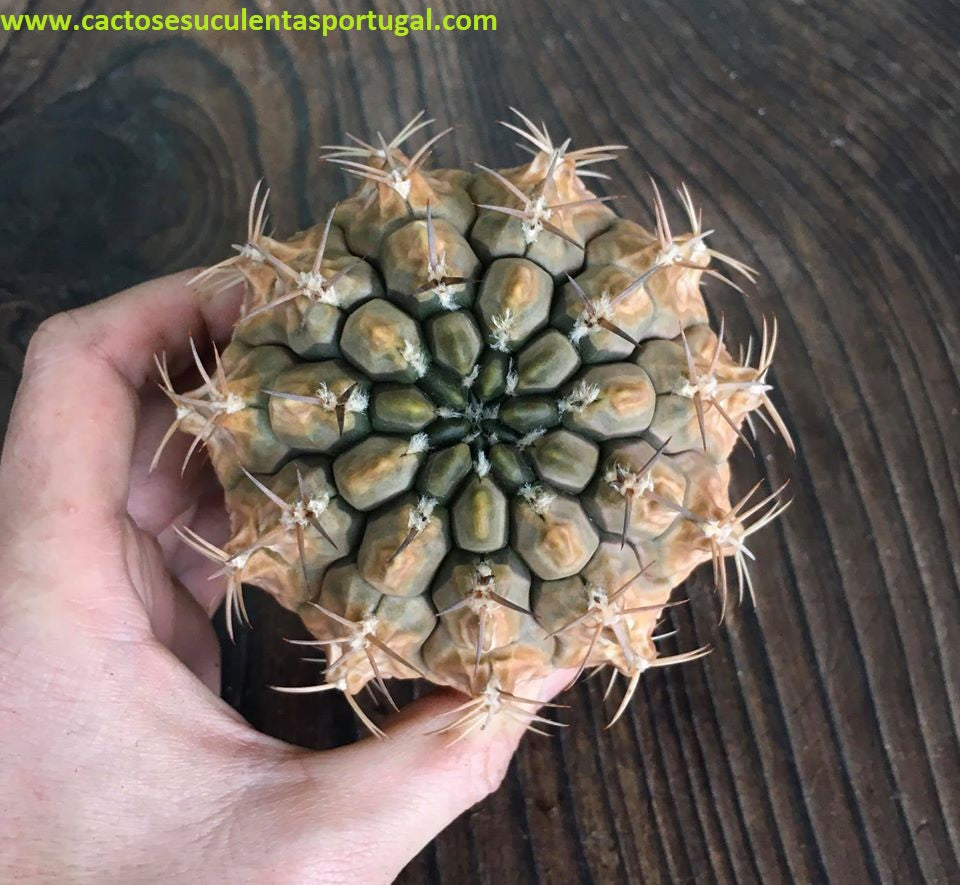 Gymnocalycium Damsii var. Tucavocense, ÚNICA
