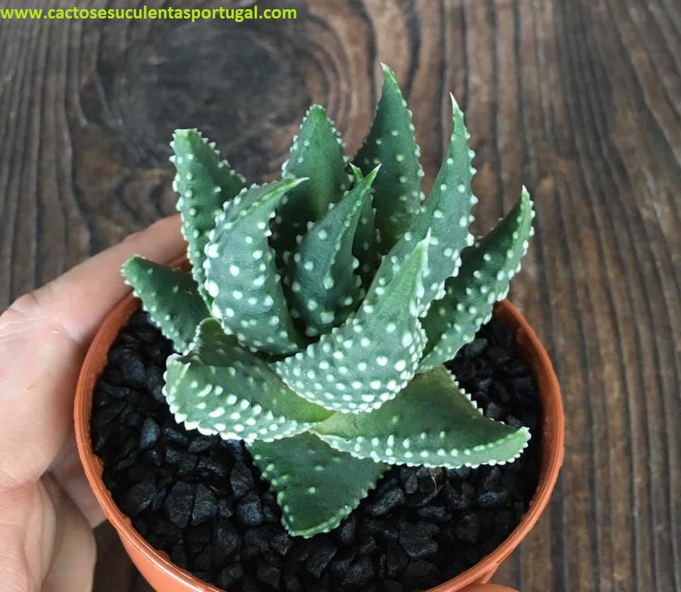 Haworthia Tulista Pumila
