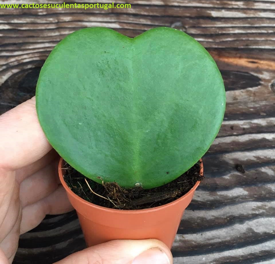Hoya Kerrii Craib