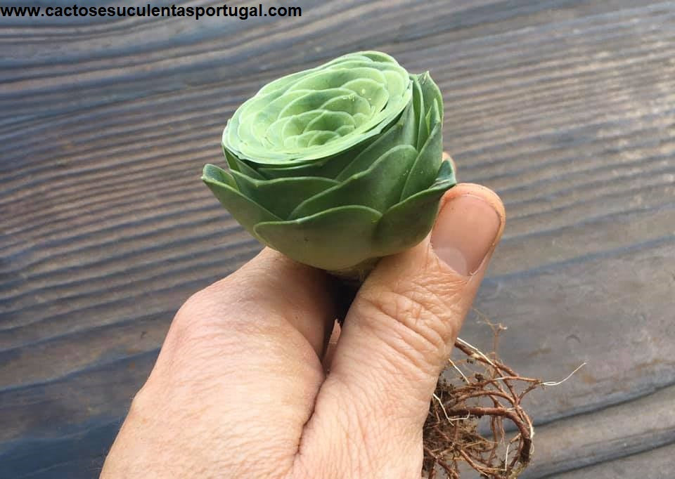 Aeonium Diplocycla Gomera 'Green Rose Succulent'