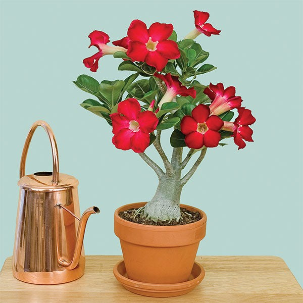 Adenium obesum, rosa do deserto