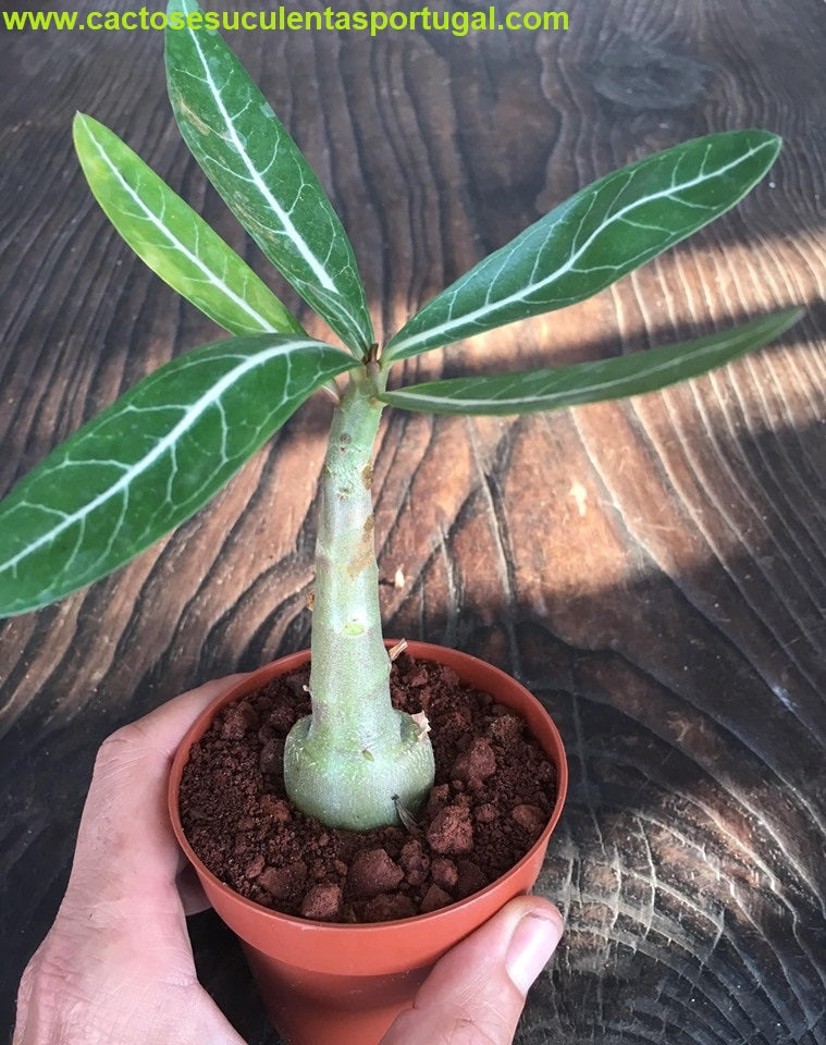 Adenium obesum, rosa do deserto vermelha