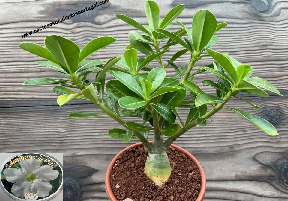 Adenium obesum flor branca, Rosa do deserto