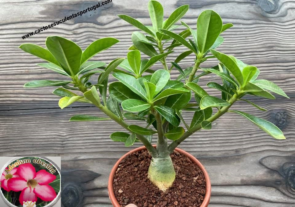 Adenium obesum flor rosa, Rosa do deserto
