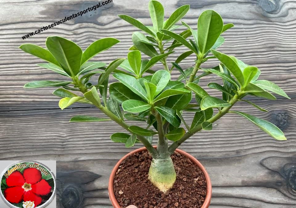 Adenium obesum flor vermelha, Rosa do deserto