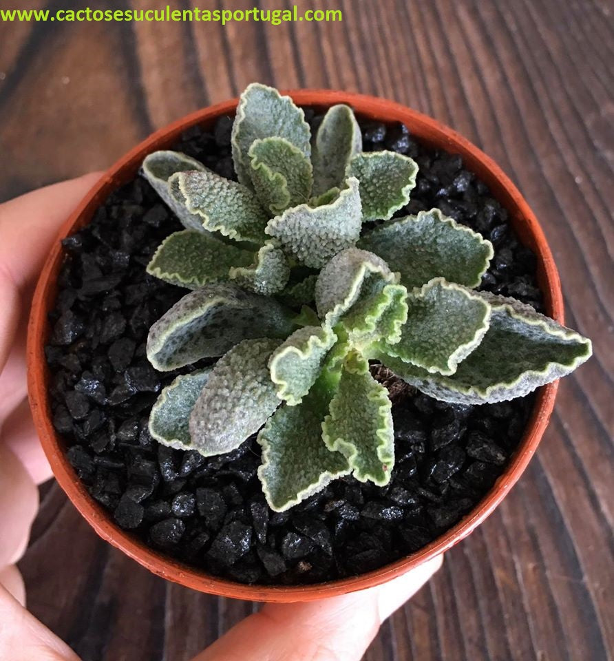 Adromischus Marianiae cv. Limax Arion