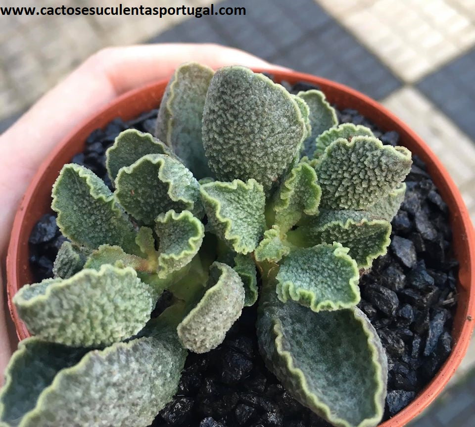 Adromischus Marianiae cv. Limax Arion 