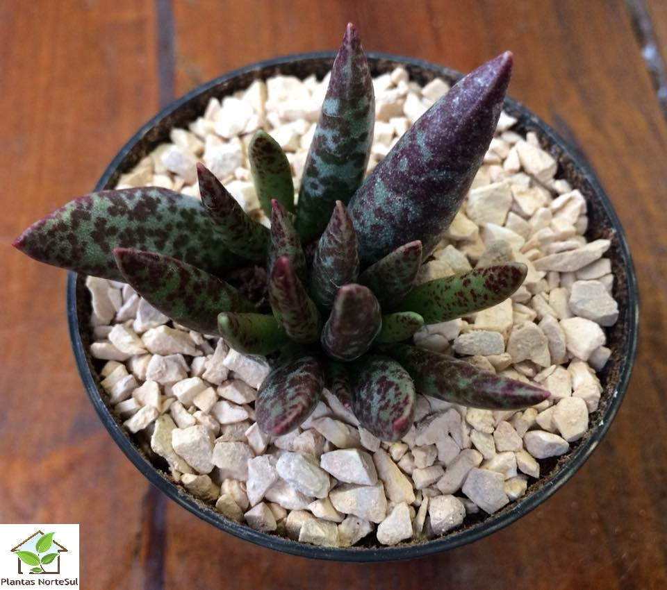 Adromischus Triginus