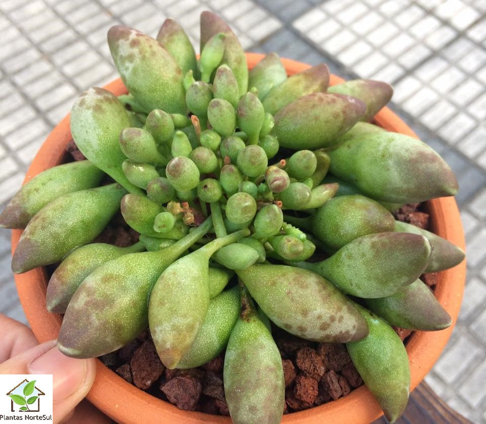 Adromischus clavifolius