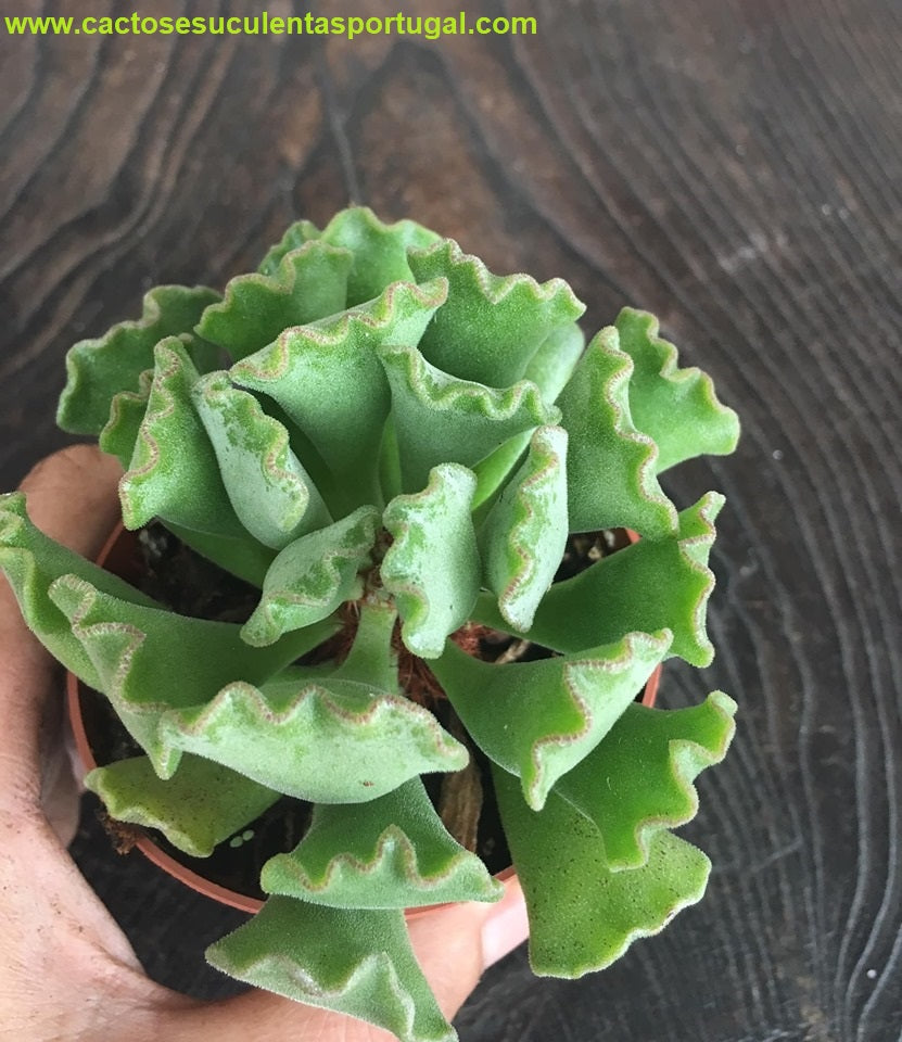 Adromischus cristatus key lime pie