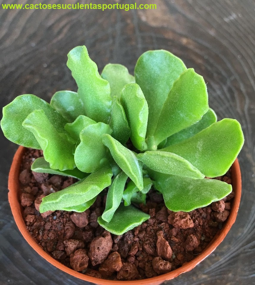 Adromischus cristatus var. zeyheri
