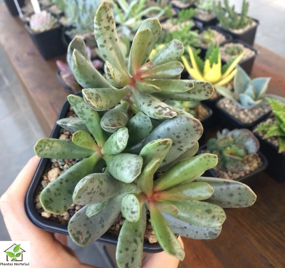 Adromischus filicaulis