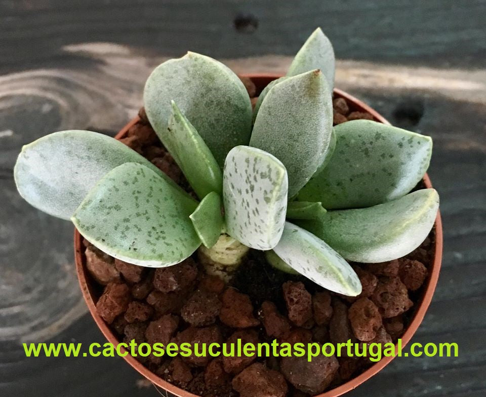 Adromischus leucophyllus