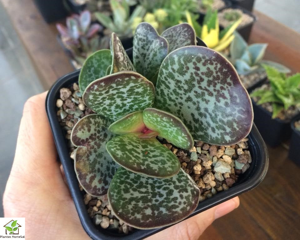 Adromischus maculatus