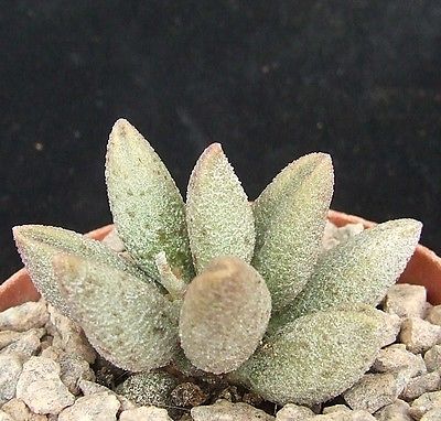 Adromischus marianae f. alveolatus
