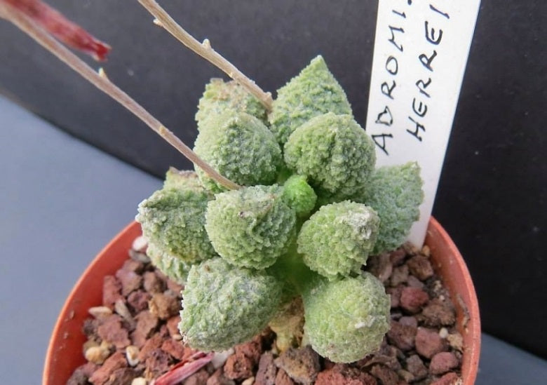 Adromischus marianae herrei cv Lime Drops 