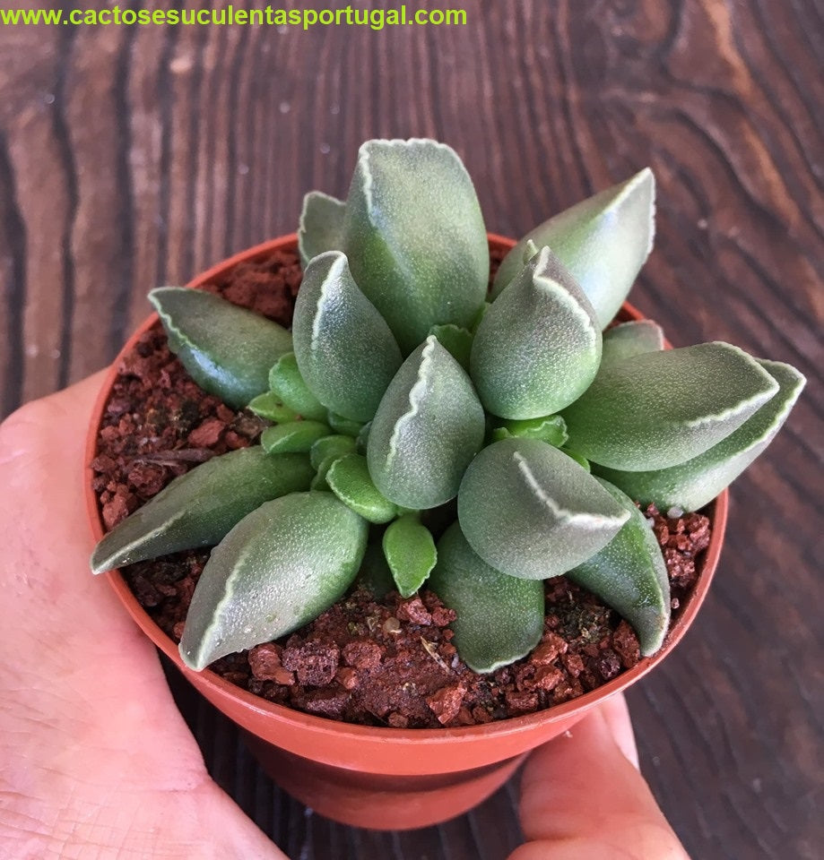 Adromischus marianae v. tanqua