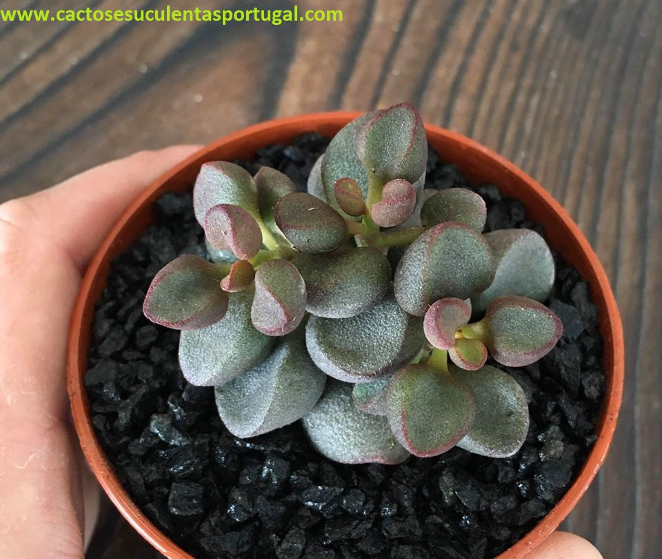 Adromischus marianiae 'Little Spheroid'