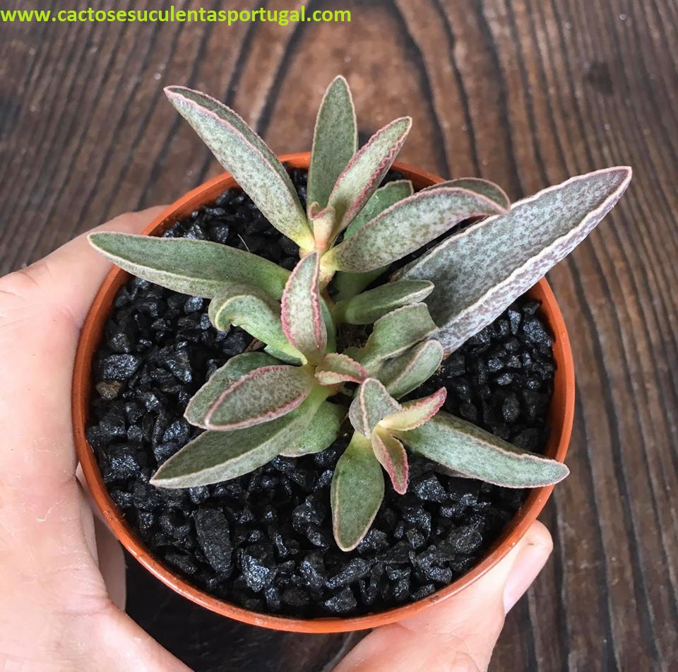 Adromischus Marianiae South Clanwilliam